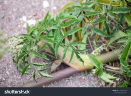 Attēlu rezultāti vaicājumam “Angelica sylvestris leaf”