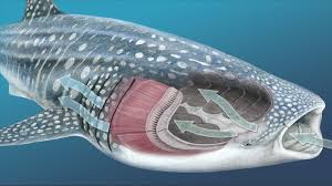Image result for Rhincodon typus