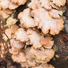 Attēlu rezultāti vaicājumam “Panellus stipticus”