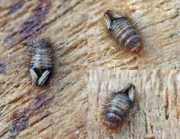 Attēlu rezultāti vaicājumam “Anthrenus sp. larva”