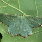 Attēlu rezultāti vaicājumam “Thalera fimbrialis”