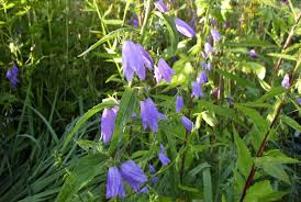 Image result for Campanula rapunculoides