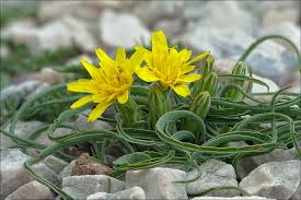 Attēlu rezultāti vaicājumam “Scorzonera humilis leaf”
