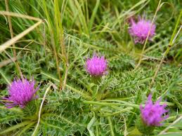 Attēlu rezultāti vaicājumam “Cirsium acaule leaf”