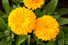 Attēlu rezultāti vaicājumam “Calendula officinalis flower”