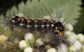 Attēlu rezultāti vaicājumam “Euproctis similis”