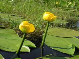 Attēlu rezultāti vaicājumam “Nuphar lutea flower”