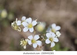 Attēlu rezultāti vaicājumam “Saxifraga granulata flower”