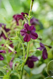 Image result for Nicotiana x sanderae `Perfume`F1