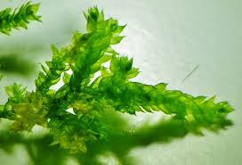 Attēlu rezultāti vaicājumam “Antitrichia curtipendula”