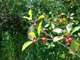 Attēlu rezultāti vaicājumam “Frangula alnus”