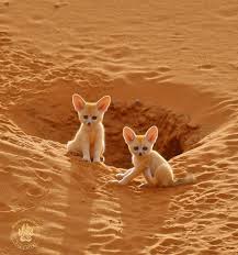 Attēlu rezultāti vaicājumam “Vulpes zerda”