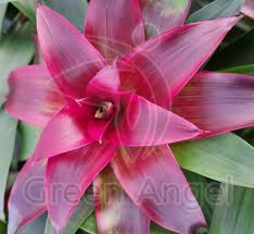 Картинки по запросу гусмания