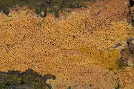 Attēlu rezultāti vaicājumam “Ceriporia purpurea”