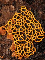 Attēlu rezultāti vaicājumam “Licea pusilla macro”