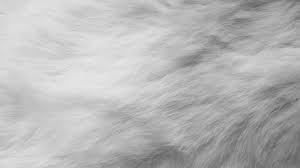 Image result for white rabbit skin texture
