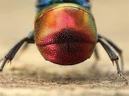 Attēlu rezultāti vaicājumam “Hedychrum sp.”