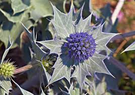 Attēlu rezultāti vaicājumam “Eryngium maritimum flower”