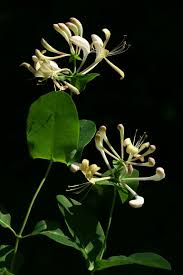 Attēlu rezultāti vaicājumam “Lonicera caprifolium”