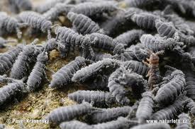 Attēlu rezultāti vaicājumam “Hypogastrura sp.”