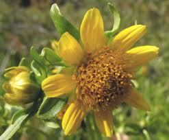 Attēlu rezultāti vaicājumam “Bidens cernua flower”