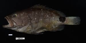 Image result for Hyporthodus niveatus