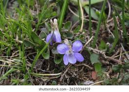 Attēlu rezultāti vaicājumam “Viola rupestris flower”