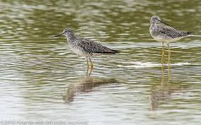 Image result for Tringa melanoleuca