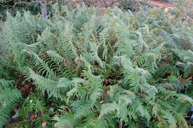 Attēlu rezultāti vaicājumam “Dryopteris affinis”