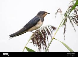 Attēlu rezultāti vaicājumam “Hirundo rustica”