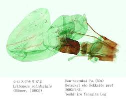 Attēlu rezultāti vaicājumam “Lithomoia solidaginis”