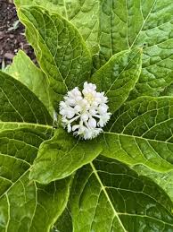 Attēlu rezultāti vaicājumam “Phytolacca acinosa flower”