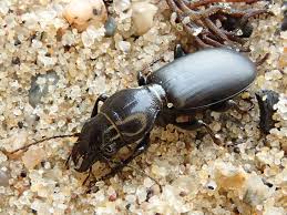 Attēlu rezultāti vaicājumam “Broscus cephalotes”