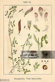 Attēlu rezultāti vaicājumam “Vicia lathyroides”