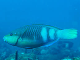 Image result for Scarus zelindae