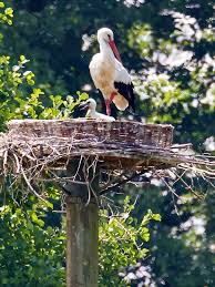 Attēlu rezultāti vaicājumam “Ciconia ciconia nest”