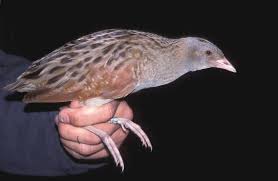 Image result for Crex crex