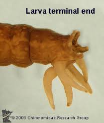 Attēlu rezultāti vaicājumam “Tipulidae larva”