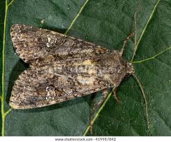 Attēlu rezultāti vaicājumam “Mamestra brassicae”