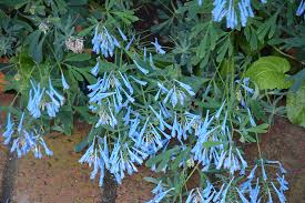 Attēlu rezultāti vaicājumam “Corydalis”