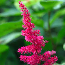 Image result for Astilbe