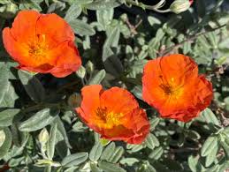 Attēlu rezultāti vaicājumam “Helianthemum x hybridum”