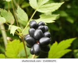 Attēlu rezultāti vaicājumam “Actaea spicata fruit”