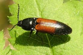 Attēlu rezultāti vaicājumam “Ampedus balteatus”