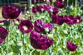 Attēlu rezultāti vaicājumam “Papaver somniferum flower”