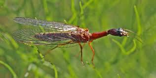 Attēlu rezultāti vaicājumam “Raphidioptera”