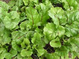 Image result for Beta vulgaris