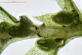 Attēlu rezultāti vaicājumam “Pohlia bulbifera”