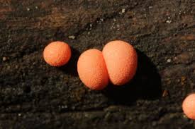 Attēlu rezultāti vaicājumam “Lycogala sp.”