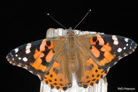 Attēlu rezultāti vaicājumam “Vanessa cardui upperside”